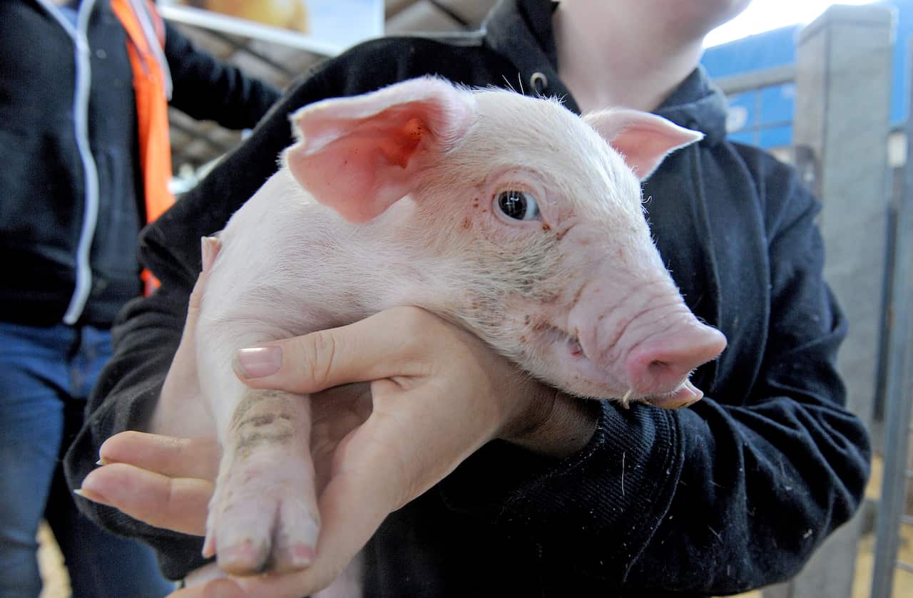 animal assisted therapy