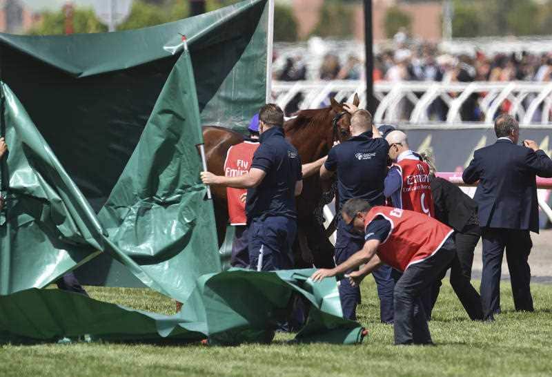 Green sheeting is put up around Red Cadeaux as it fails to finish the Melbourne Cup.