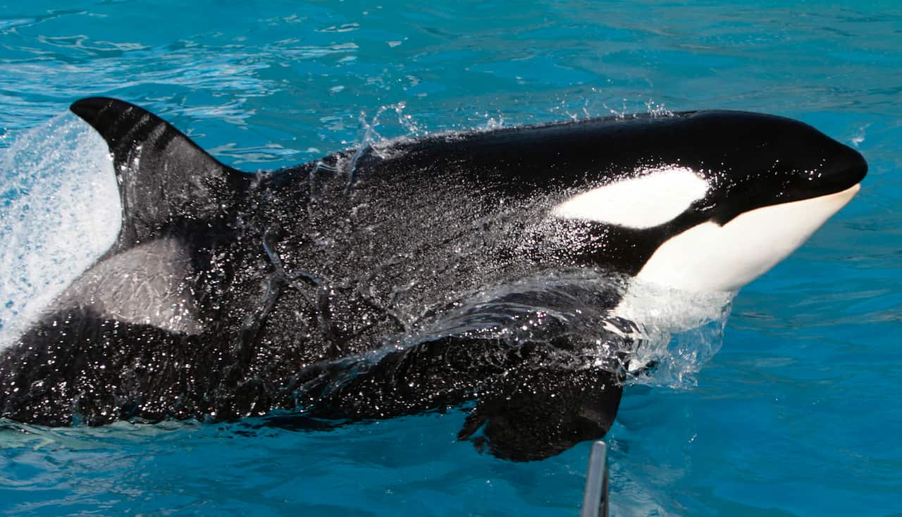 Kasatka the killer whale performs during SeaWorld's Shamu show in San Diego. (AP)