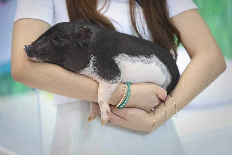 FILE: A showgirl displays a genetically-modified pet pig developed by Chinese genomics giant BGI during the 2015 China Hi-tech Fair