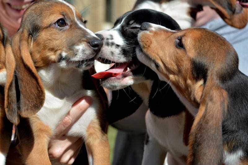 IVF puppies