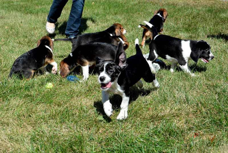ivf PUPPIES