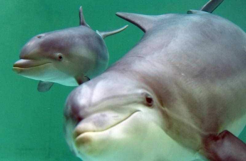 animal assisted therapy