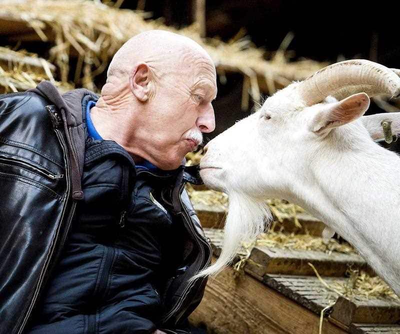 animal assisted therapy