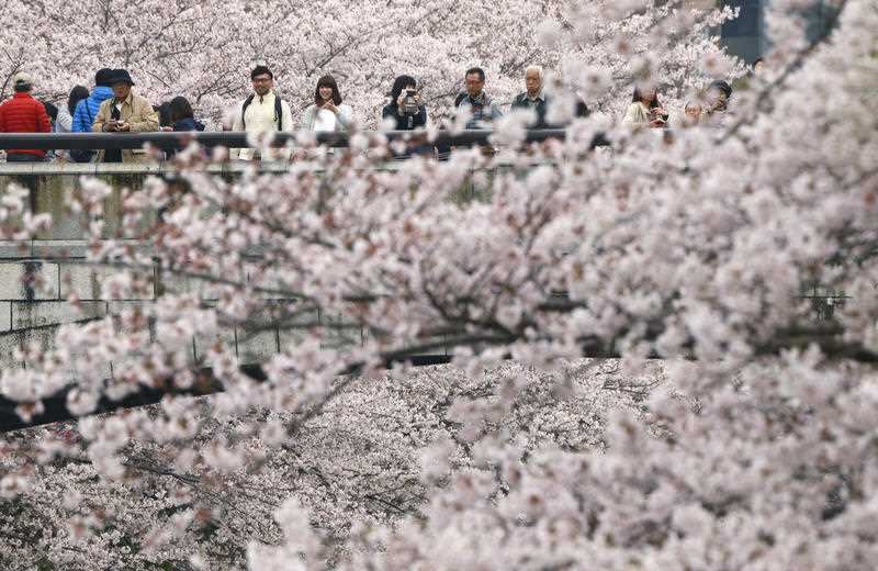 People admire cherry blossoms in Tokyo, Sunday, April 3, 2016. People all over the country go out to see cherry blossoms this weekend. (AP)