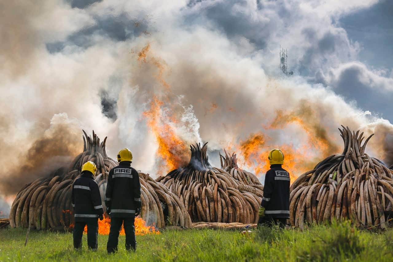 Kenyan authorities set fire to 105 tonnes of elephant tusks and some 1.35 tonnes of rhino horns that had been piled into a dozen giant pyres April 16 2016.