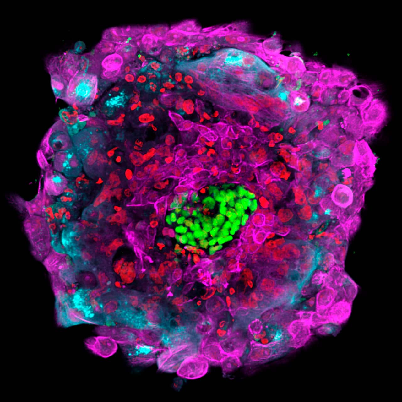 This microscope photo provided by The Rockefeller University shows a human embryo 12 days after fertilization in vitro