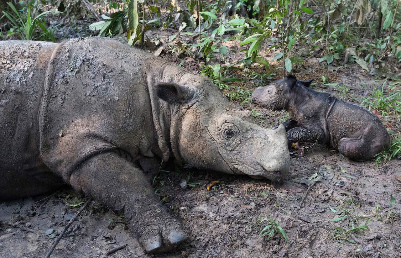 A 14-year-old Sumatran rhinoceros sits next to its newborn calf at Sumatran Rhino Sanctuary in Indonesia. 