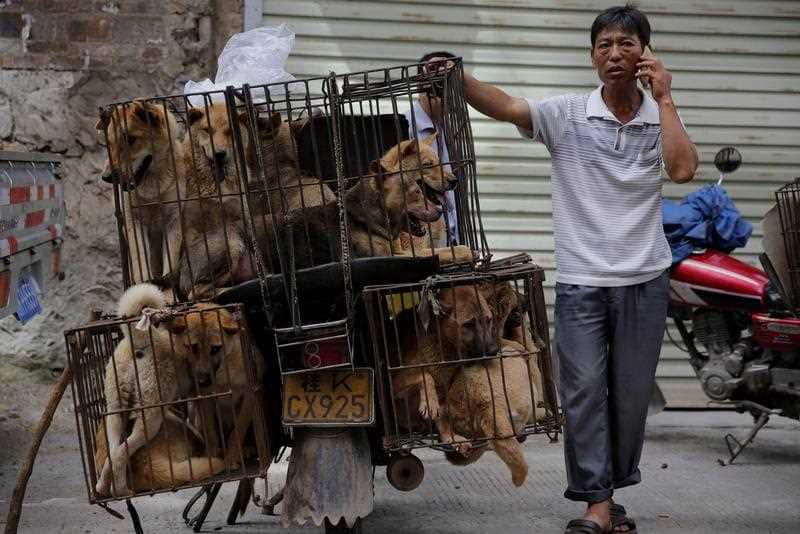 A vendor waits for buyers beside dogs in cages at a market in Yulin city, southern China's Guangxi province, 21 June 2016.