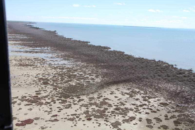 Supplied image obtained Monday, July 11, 2016 of mangroves on the Gulf of Carpentaria in northern Australia suffering a severe dieback. 