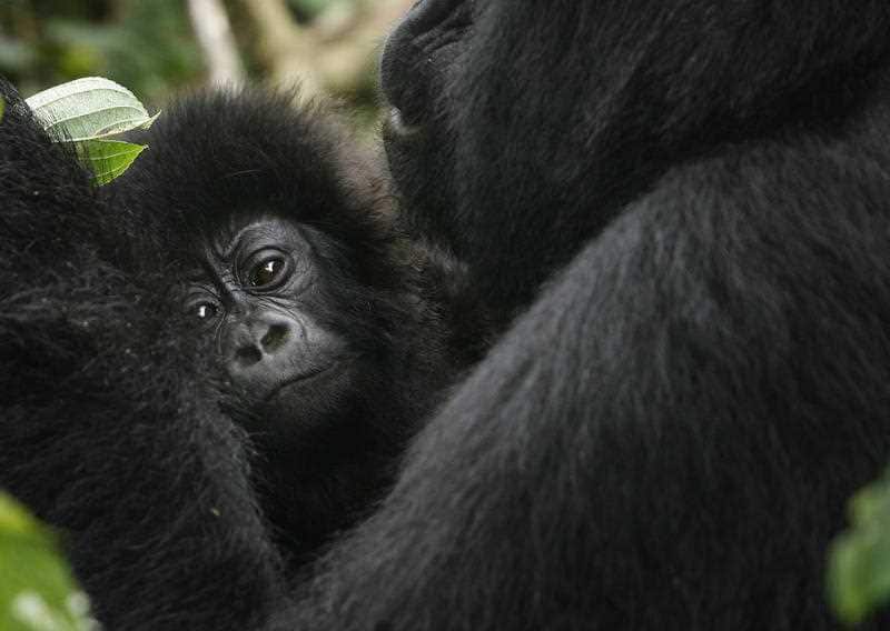 A baby gorilla is held by an adult in the Virunga national park, near the Uganda border in eastern Congo