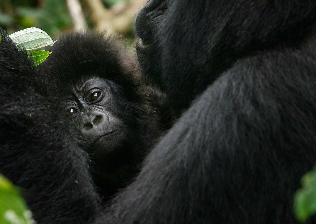 A baby gorilla is held by an adult in the Virunga national park.