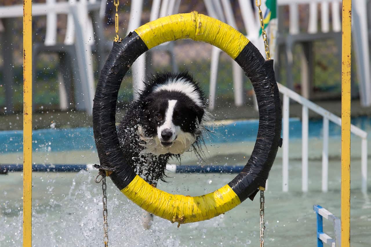 "Ozzy" takes part in the jumping competition during the Dog Olympic Games.