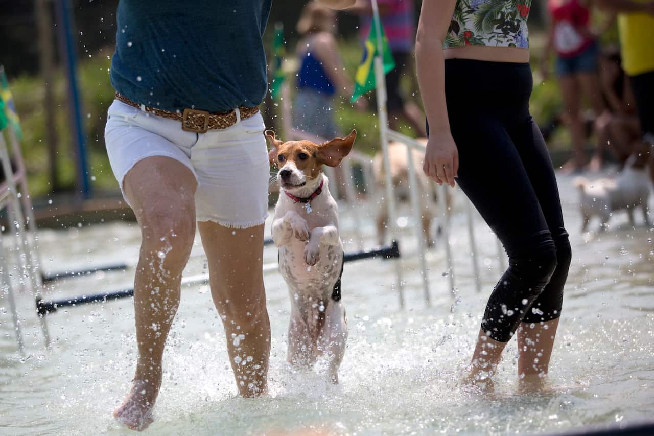 Dog "Mima" runs with its owners in the jumping competition during the Dog Olympic Games.