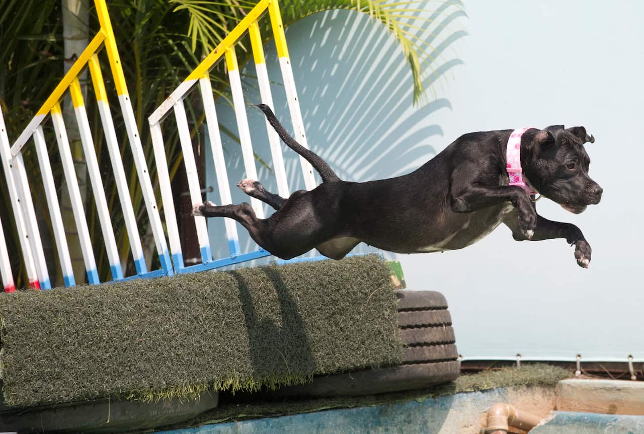 Dog "Zaia" participates in the jumping competition during the Dog Olympic Games in Rio de Janeiro, Brazil.
