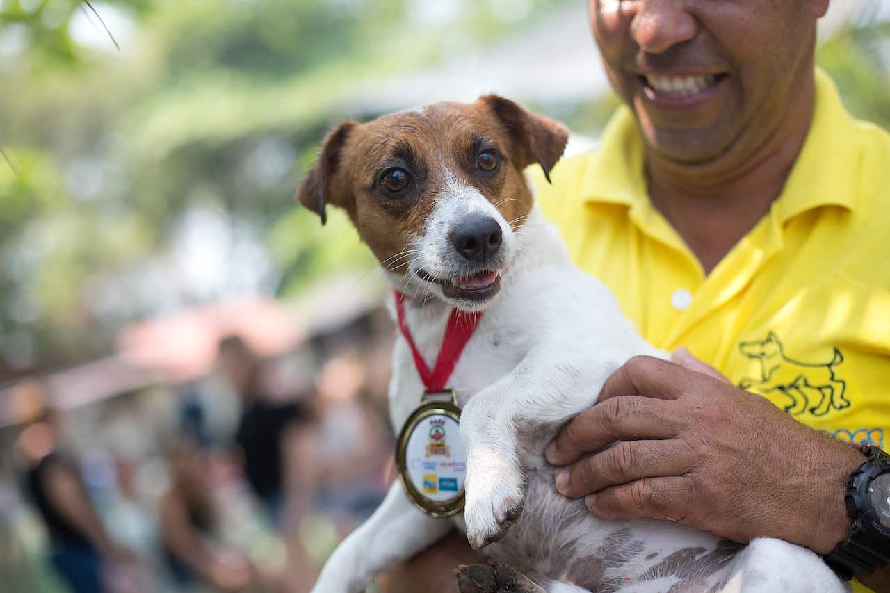 Dog "Bacana" wins the bronze medal in the jumping competition during the Dog Olympic Games.