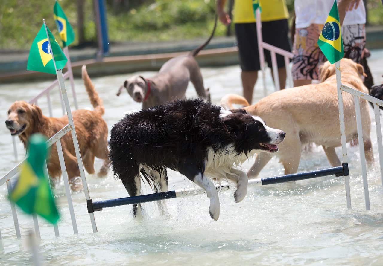 Dogs compete in the water hurdles competition during the Dog Olympic Games.