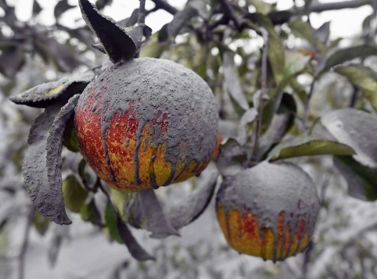 Apples are damaged by volcanic ash from Mt. Aso in Kumamoto Prefecture, southwestern Japan, on Oct. 8, 2016 after the volcano erupted earlier that day. (Kyodo)==Kyodo