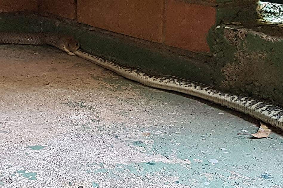 Supplied image of an Eastern Brown Snake eating a Carpet Pyton at a house in the Ipswich suburb of Goodna, Queensland, Monday.