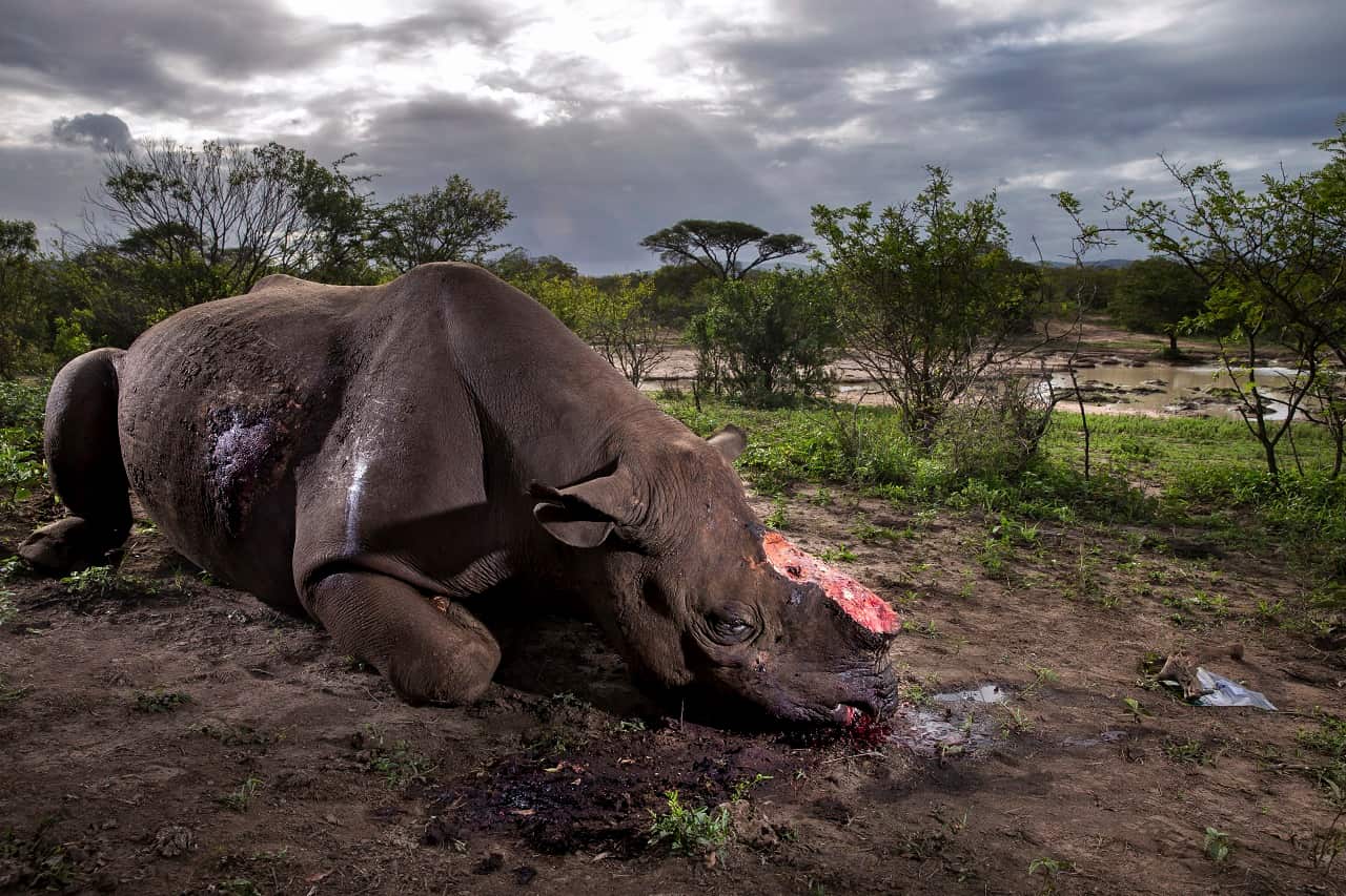 Dead black rhino bull, poached for its horns, Hluhluwe Umfolzi Game Reserve, South Africa.