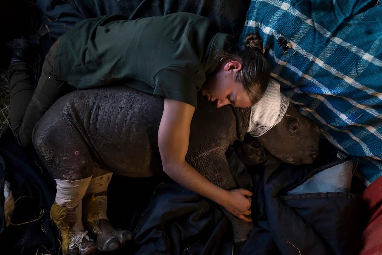 Care for Wild Africa specializes in caring for wounded animals in Nelspruit, South Africa, including many rhino orphans from poaching wars across South Africa.