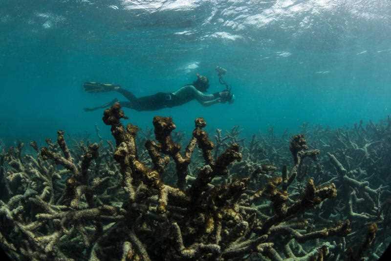 An underwater photographer documents an expanse of dead coral at Lizard Island.
