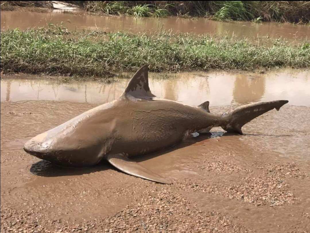 a bull shark washed up in a puddle in Ayr, QLD following flooding in the area.