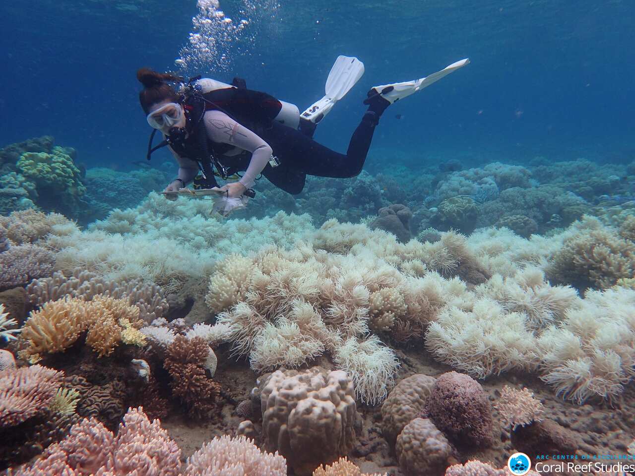 Bleaching damages on the Great barrier Reef. 