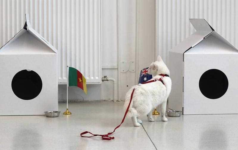 Achilles the cat predicts Australia will beat Cameroon in their match at last year’s FIFA Confederations Cup.