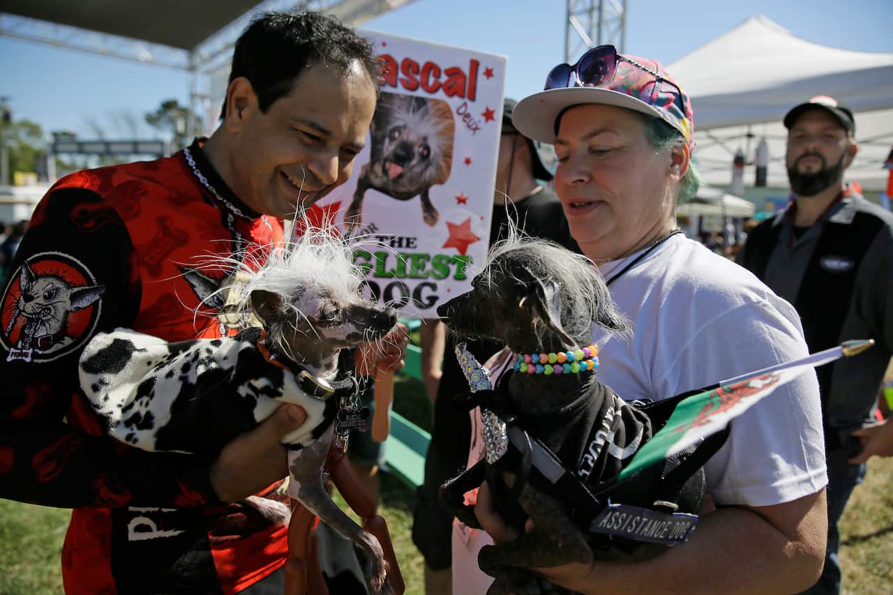 Rascal, left, a Chinese Crest, held by Dane Andrew of Sunnyvale, Calif., meets Chase, right, a Chinese Crested Harke, held by Storm Shayler