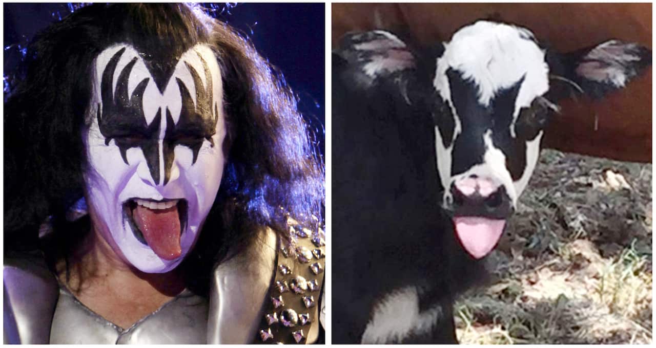 Newborn calf Genie bears facial marking that resembles Gene Simmons, the frontman for the rock group Kiss.