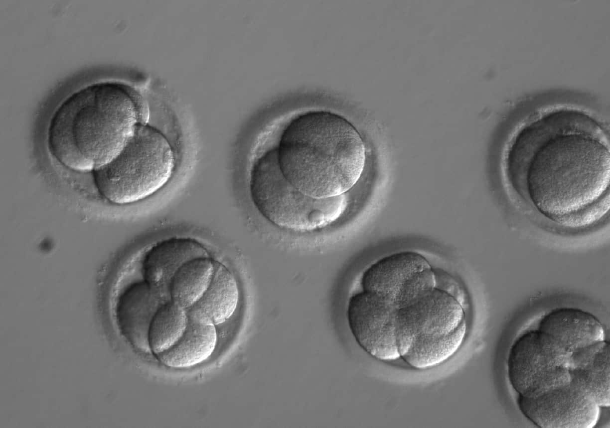After initiating the repair process at the time of fertilization, each new cell in the developing embryos was uniformly free of the disease-causing mutation.
