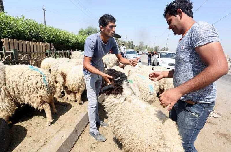 An Iraqi sheep vendor displays sheep for sale ahead of the Eid-al-Adha festival at a livestock market in Baghdad, Iraq, on 31 August 2017.
