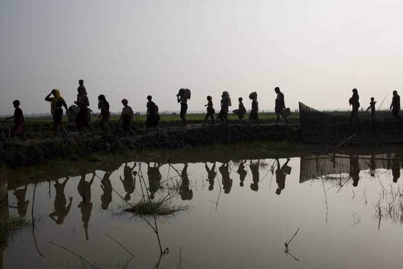 Members of Myanmar's Rohingya ethnic minority walk through rice fields after crossing the border into Bangladesh.