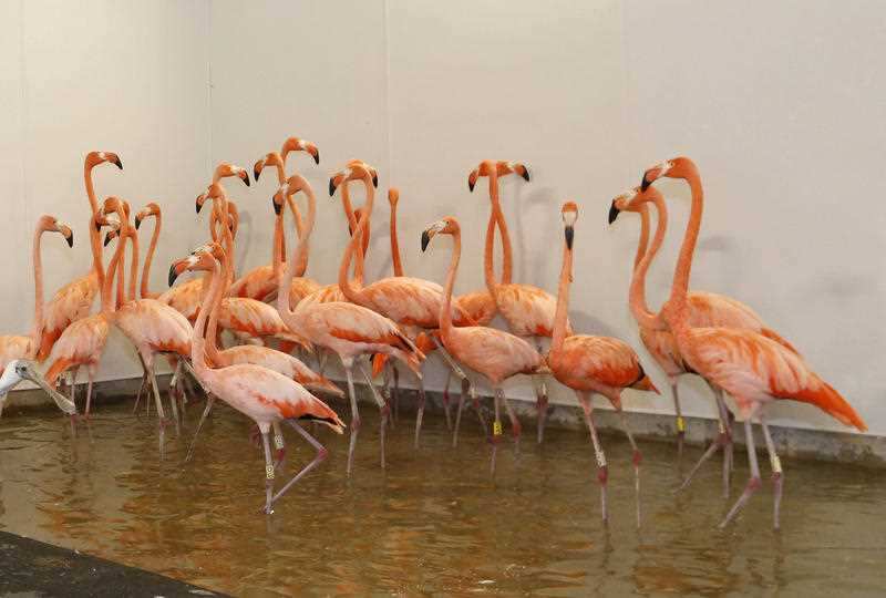 Flamingos at Zoo Miami, are shown in a temporary enclosure in a hurricane resistant structure within the zoo, Saturday, Sept. 9, 2017 in Miami.