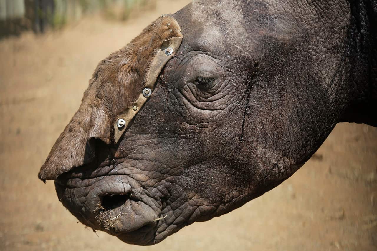 Rhinos are being killed by poachers seeking their horns for sale to the lucrative ivory market.