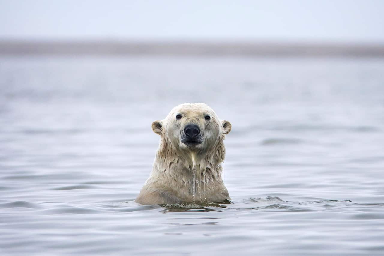 A polar bear swims in the water off a barrier island in the Arctic National Wildlife Refuge just outside the Inupiat village of Kaktovik, Alaska.