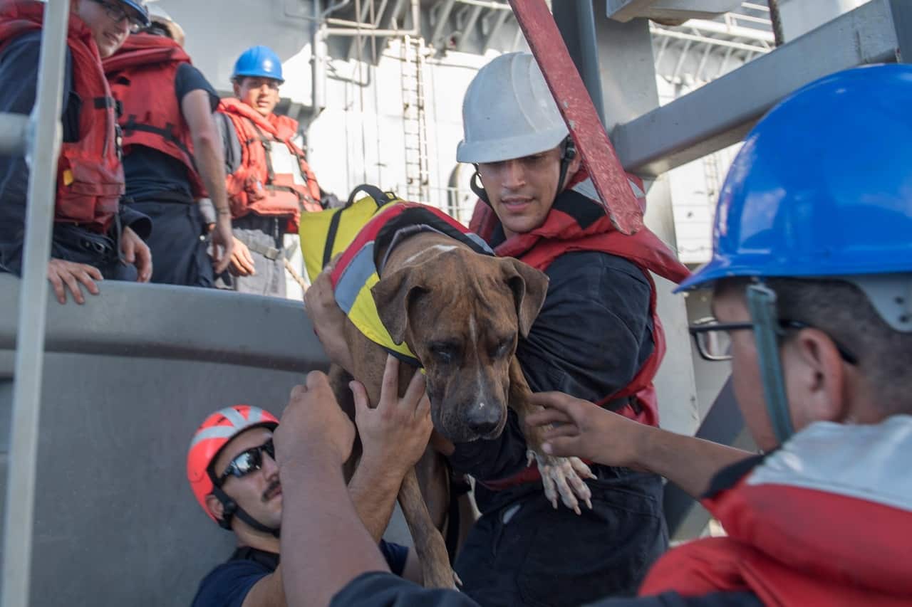 A handout photo made available by the US Navy shows Sailors help Zeus, one of two dogs who were accompanying two mariners who were aided by the US Navy.