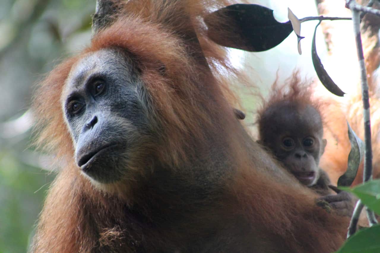 Photograph released by the Sumatran Orangutan Conservation Programme