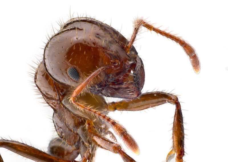 Watch out: the budget has allocated millions to eradicating the Red Imported Fire Ant.