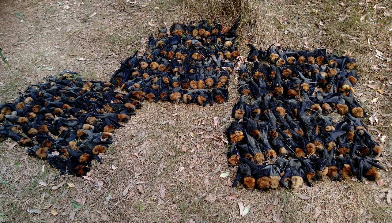 Flying foxes killed by extreme heat.