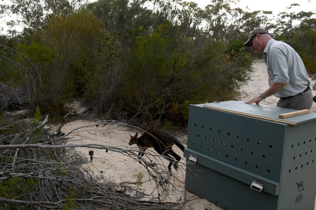 The wallaby made international headlines.