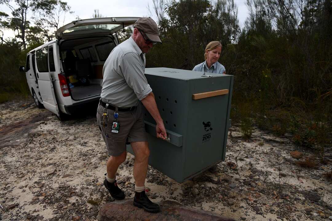 Taronga Zoo veterinarians released "Syd".