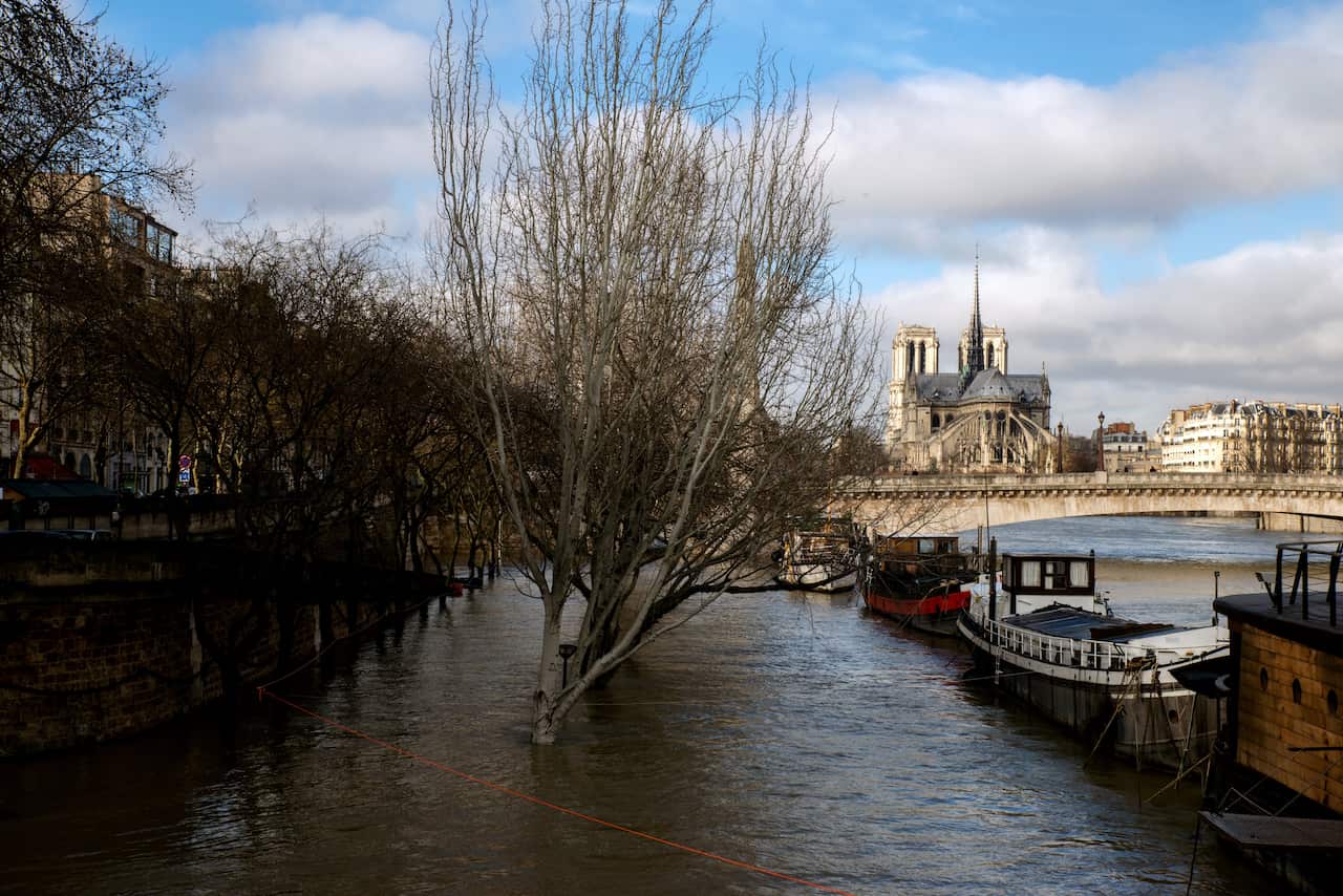 A tree submerged by the Seine River in Paris.