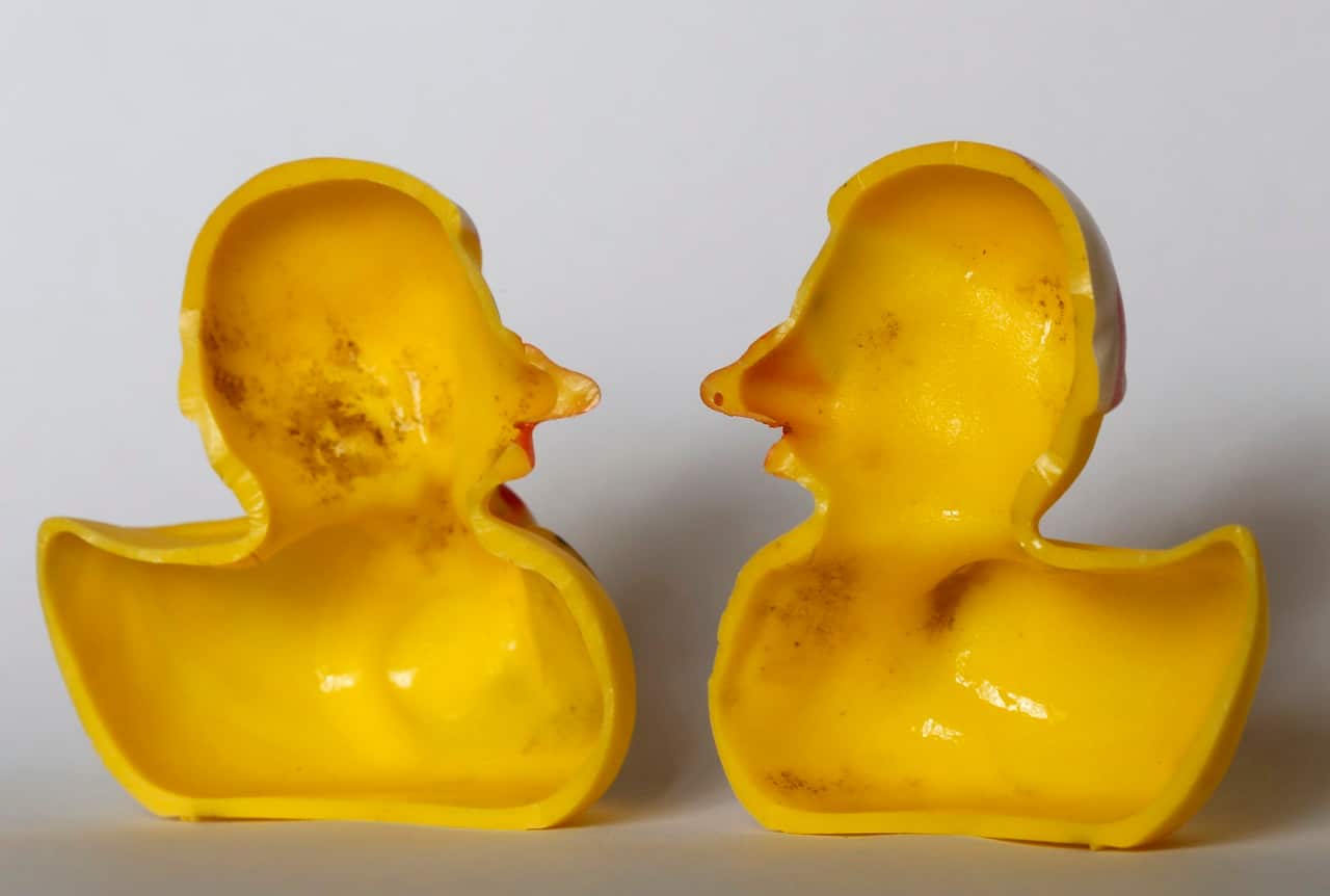 Researchers turned up dense growths of bacteria and fungi on the insides of toys like rubber ducks.