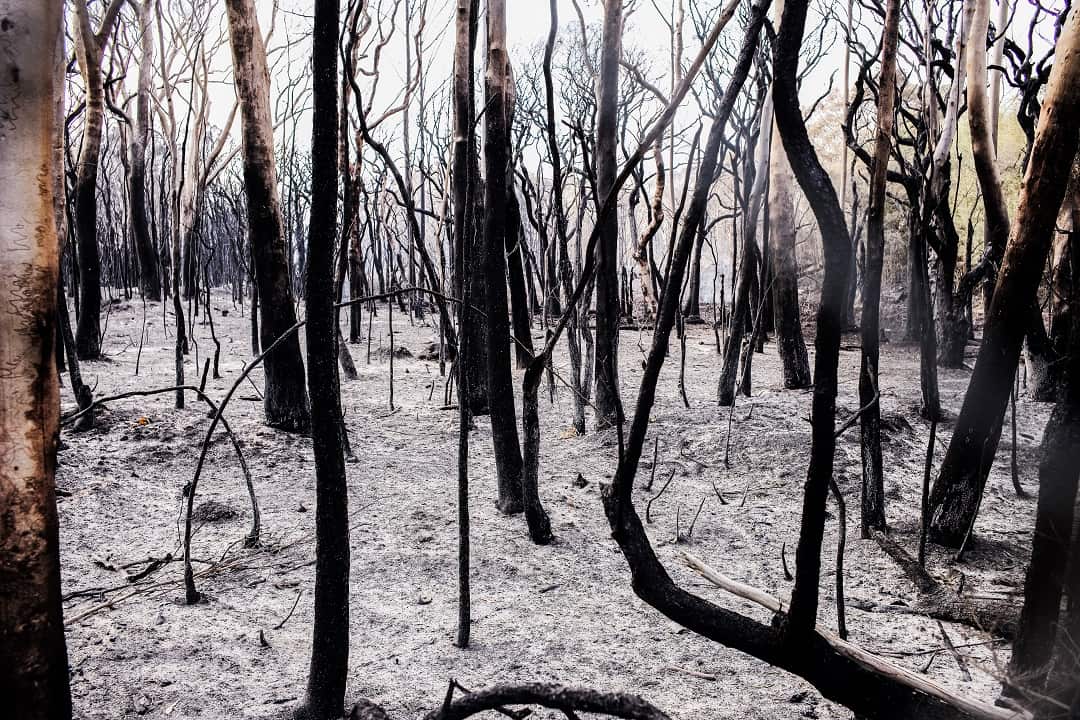 Burnt bushland along Heathcote Road in Sydney on April 17.