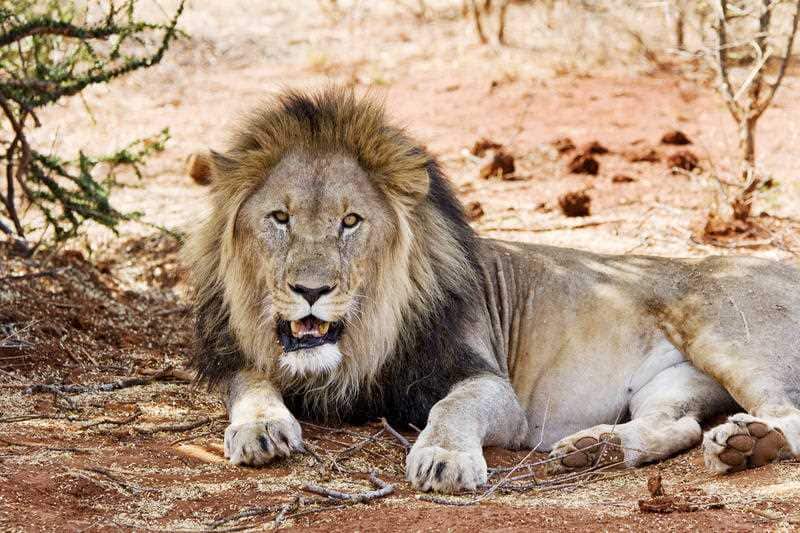 Rangers believe a group of lions devoured the remains for the poacher.