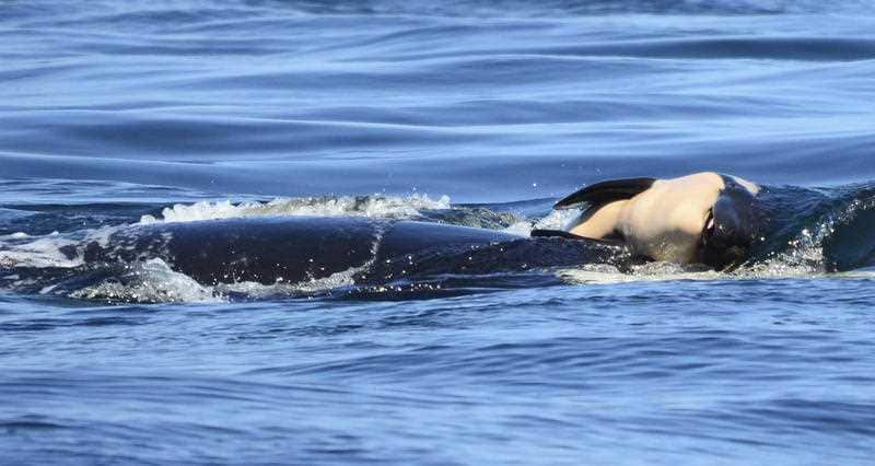 In this file photo taken Tuesday, July 24, 2018, provided by the Center for Whale Research, a baby orca whale is being pushed by her mother.