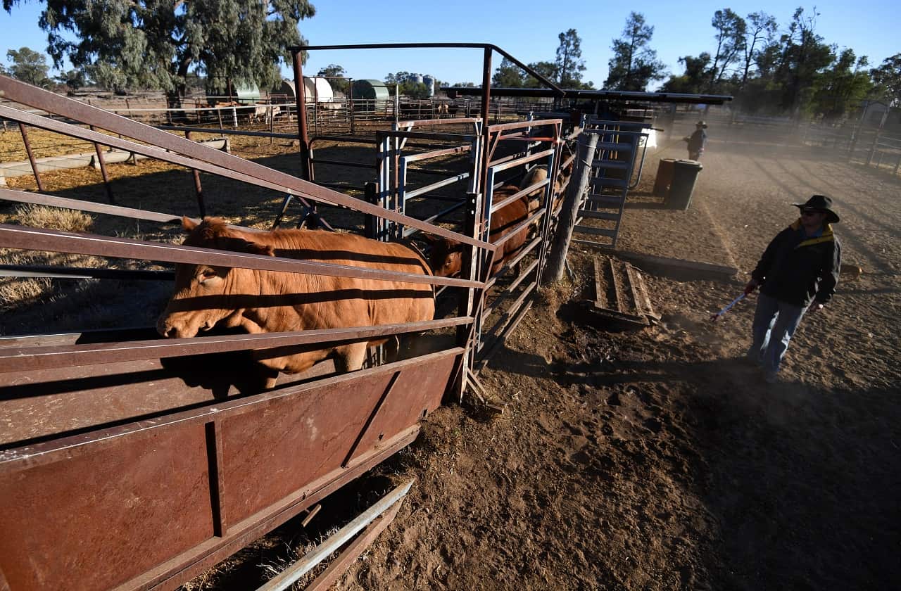 aCattle in Queensland.