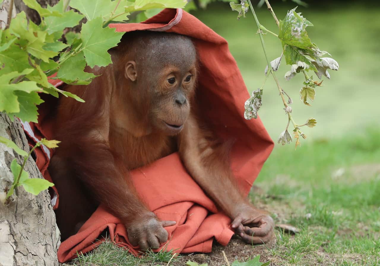 Berani a young Orangutan plays with blanket in its enclosure at the Pairi Daiza wildlife park